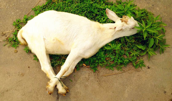 高通為什么和魅族撕破臉？細談魅族的前世今生