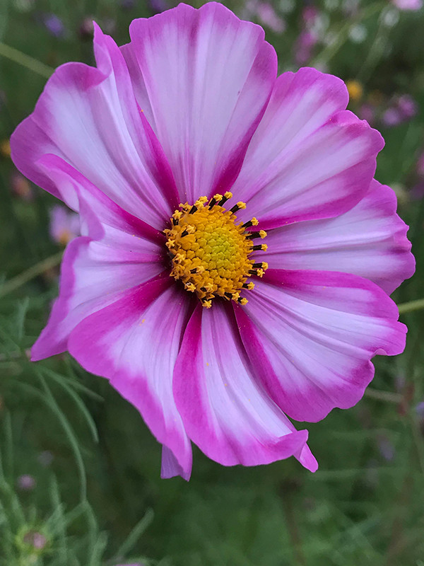 iPhone 7 Plus外景拍攝