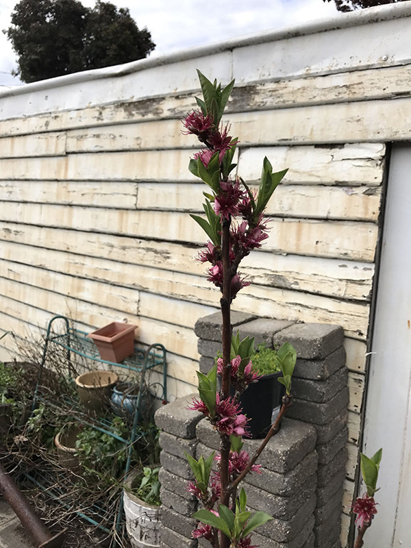 iPhone 7 Plus外景拍攝