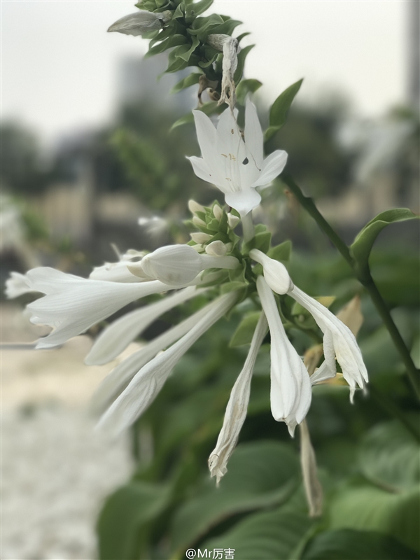 雙攝死磕！華為P9和iPhone7Plus拍照誰(shuí)更好？