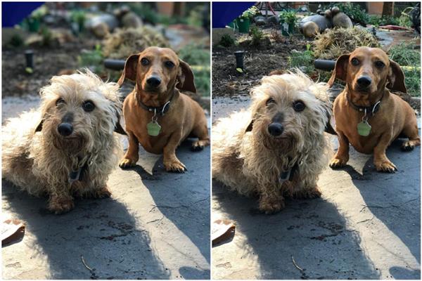 iPhone 7 Plus拍照虛化到底怎樣？實拍大吃一驚