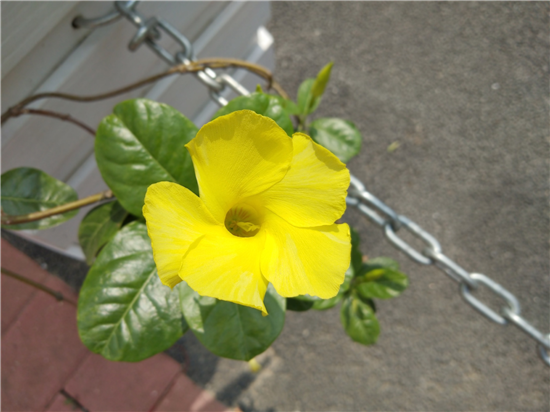 vivo Y75s拍照實測：中端價位新秀，拍出好照片很輕松