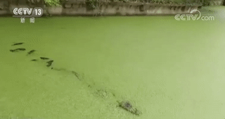 揚(yáng)子鱷保護(hù)區(qū)遭科大訊飛侵占 當(dāng)?shù)毓賳T：誰(shuí)說(shuō)不能占