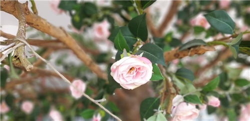 一加6T測(cè)評(píng)：性能流暢，指紋解鎖滿分