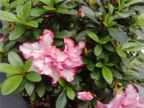 vivo Y91上手體驗(yàn)：潮流外觀+暢快性能，不愧千元新寵