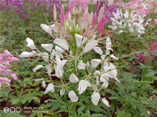 vivo Y3拍照實(shí)測(cè)：細(xì)節(jié)與質(zhì)感并存，見證三攝震撼視野