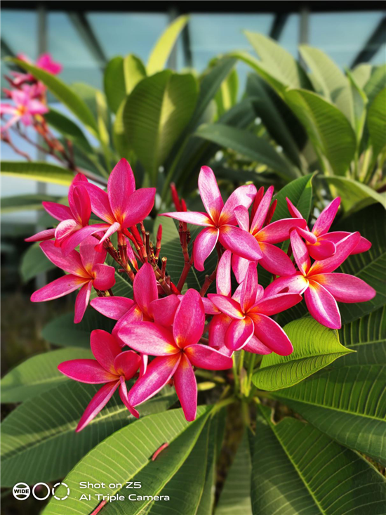 vivo Z5本月31日發(fā)布 采用前置3200萬后置4800萬旗艦配置