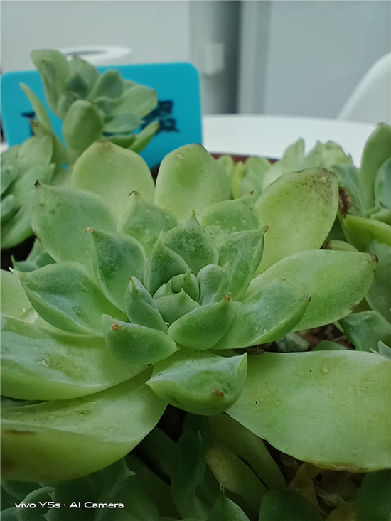 超廣角AI三攝加持，千元優(yōu)品vivo Y5s助你多角度拍出好照片